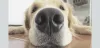 Your Dog Scraped His Nose? Here's What To Do [Step By Step Guide]... - Fun With Pups