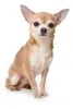 chinhuahua_0.jpg