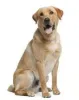 labrador_2.jpg