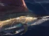 sailfish_1.jpg