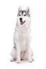 siberian-husky_0.jpg
