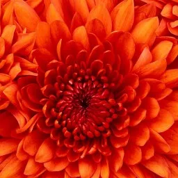 content-author-23243