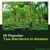 10_popular_tea_gardens_in_assam.jpg