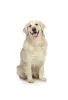 a14.png