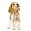 beagle.jpg