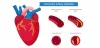 coronary-artery-disease-1.webp