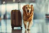exporting-pet.png