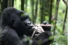 gondwana_ima1.jpg