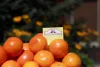 grocery-store-in-cincinnati.webp