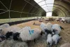 how_cattle_shelters_can_improve_feed_efficiency_and_weight_gain.jpg