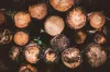 placerville-tree-company_orig.jpg