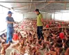 poultry_farming_techniques.jpg
