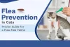 preventing-fleas-on-cats-methods-tips-and-product-options.jpg