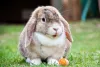 rabbit-facts.jpg