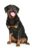 rottweiler.png