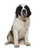 saint-bernard-1.jpg