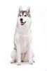 siberian-husky.jpg