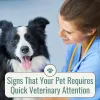 signs_that_your_pet_requires_quick_veterinary_attention_1.png