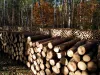 wood-1046998_640.jpg